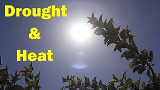 Drought & Heat in July | The Desert Farmer Podcast