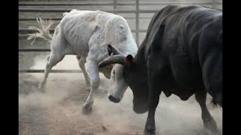 Bull fight on open road