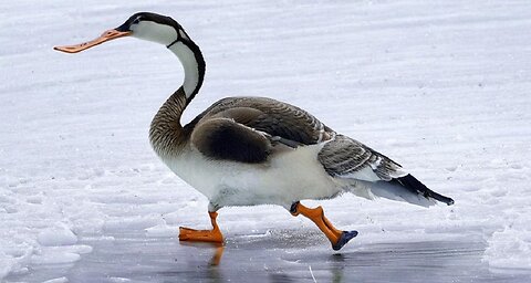 The funniest goose in the world: watch him fall on the ice!
