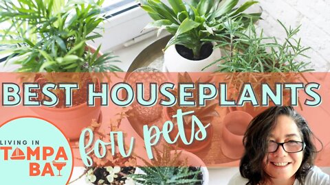 7 Pet-Friendly Indoor Plants to Start Using in Your Home