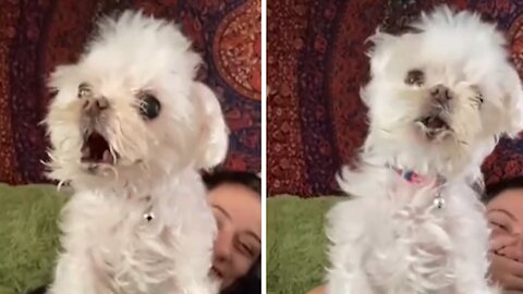 Special Needs Dog Literally Screams When It Barks