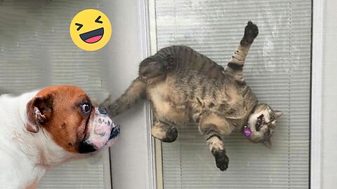 Try Not To Laugh Dogs And Cats 😁 - Funniest Animals Video 2023 🐧 Part :- 26
