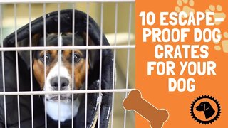 10 Escape-Proof Dog Crates For Your Dog | DOG PRODUCTS 🐶 #BrooklynsCorner