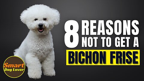 8 Reasons Why You SHOULD NOT Get a Bichon Frise