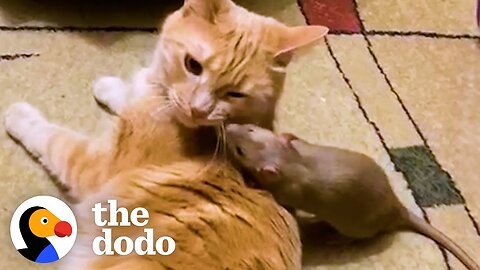 Cuddly Rat Can't Stop Giving His Cat Sister Hugs And Kisses _ The Dodo