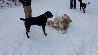 Ares plays with a Labdoodle
