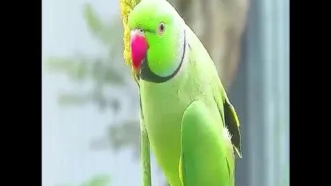 Beautiful Parrot #parrotshorts