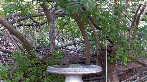 Red-bellied Woodpecker drinks from bath