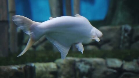 Fish giant gourami swims in a large aquarium. Fish giant gourami swim in the water