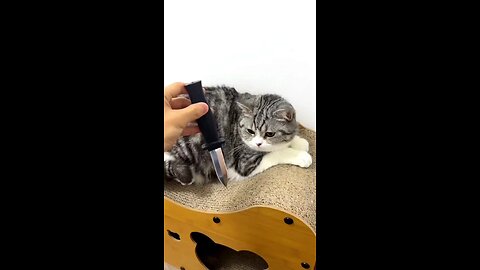 video of funny and cute cats