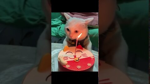 Meow Meow Birthday.. Epic Song - My Cat Pheobe's Birthday Celebration