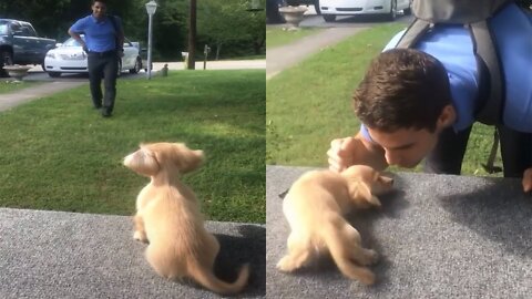 Puppy Gets So Excited When Dad Returns From Work