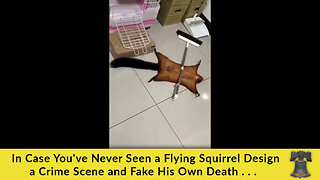 In Case You've Never Seen a Flying Squirrel Design a Crime Scene and Fake His Own Death . . .