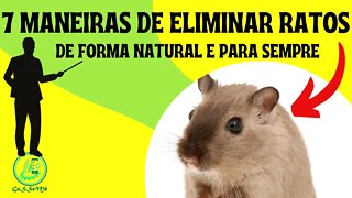 7 MANEIRAS DE ELIMINAR OS RATOS CAMUNDONGOS DE FORMA NATURAL E PARA SEMPRE.