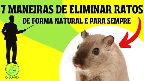 7 MANEIRAS DE ELIMINAR OS RATOS CAMUNDONGOS DE FORMA NATURAL E PARA SEMPRE.