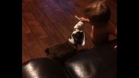 The Cutest Puppy vs Baby Tug of War
