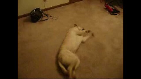 Dogs starts galloping full speed while sleeping and slams into wall midair!!!