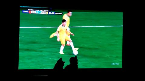 Cute Kittens Watch The World Cup