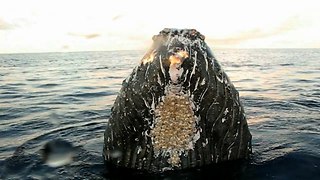 Close Encounter With Humpback Whale