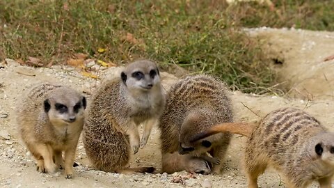 Meerkats (Suricates) Including A Pup