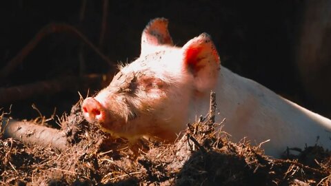 One young piglet on hay and straw at pig breeding farm