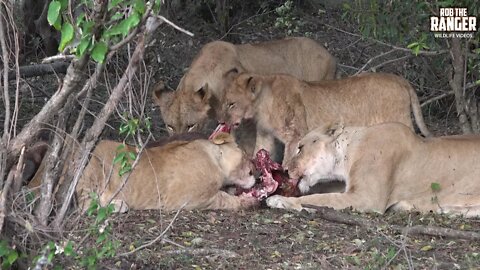 Double Gnu Meal For A Lion Pride | Maasai Mara Safari | Zebra Plains