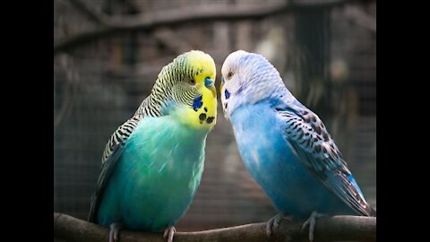 Wonderful Parrot Birds-Love Birds