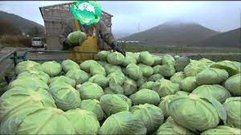 Awesome Cabbages Farming Agriculture Technology - Japan Cabbages Harvesting - Cabbages Cultivation