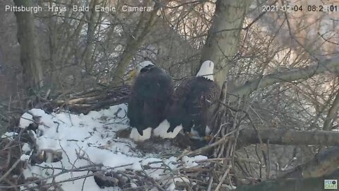 Hays Eagles Dad brings in huge stick Mom helps 2021 02 04 825AM