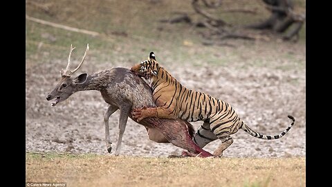 Deer has 90 km/hr of running speed, against Tiger’s speed of 50 km/