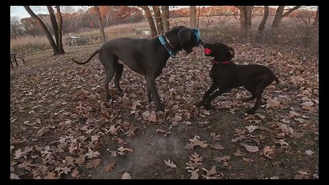 Adorable! GSP Puppy Dares Great Dane to Try and Take Her Ball