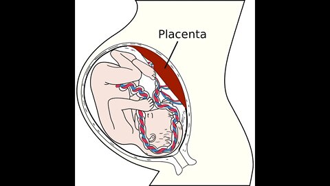 Syncytin and Infertility