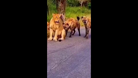 Nature: Hyenas attacking lioness scatter like roaches when the King of the Jungle shows up.