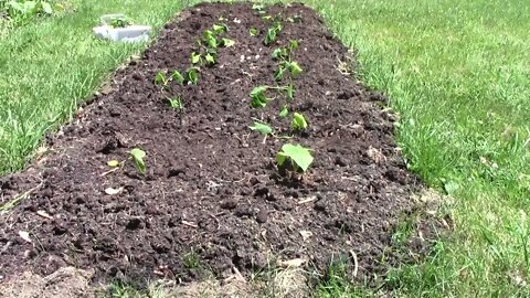 sweet potatoe slips planting time June 4 2022