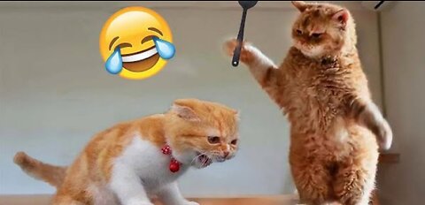 Funny Animals Videos 2023🤣 Cat and Dog vide🤣