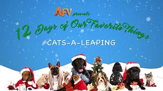 AFV's 12 Days of Christmas Leaping Cats