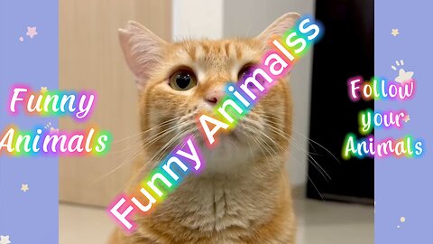 Funny Animals 05