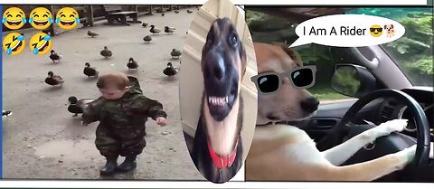 Dogs Funny Reaction😂😂| Cute pets funny moments🐕| Seeing Whole World 🌎 |