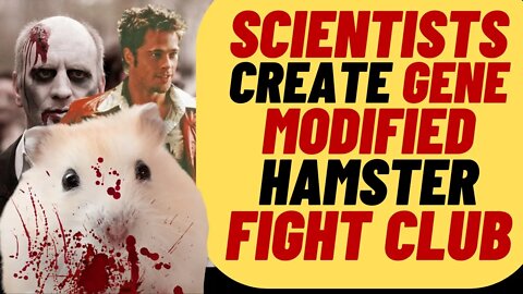 Scientists Create FIGHT CLUB For Genetically Altered Hamsters