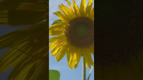 Busy bee￼#Sunflower #hedgehogshomestead