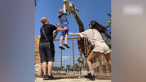 Giraffe tries to kidnap a boy at the zoo 🤣