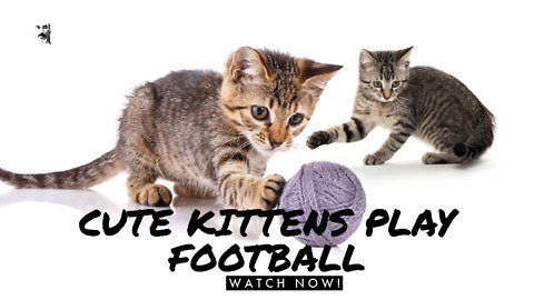 CUTE KITTENS PLAY FOOTBALL