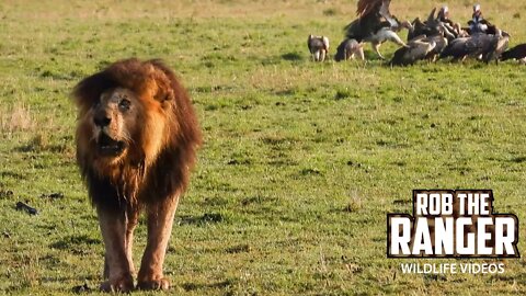 Famous Lion Scarface Roars And Walks | Maasai Mara Safari | Zebra Plains