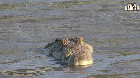 Incredible Feeding Behaviour Of The Nile Crocodile (Presented By Righteous Reptiles)