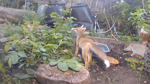 🦊LIVESTREAM Ajax her teenage #fox cubs & JACKDAW ATTACK in foxy playpen - RING Doorbell Part 2