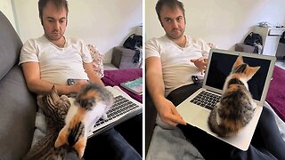 A Glimpse Into The Chaos Of Working From Home With Two Playful Cats