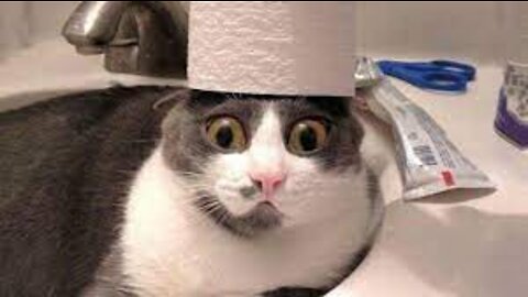 Gatos Engraçados - Funny cat reaction - video engraçado