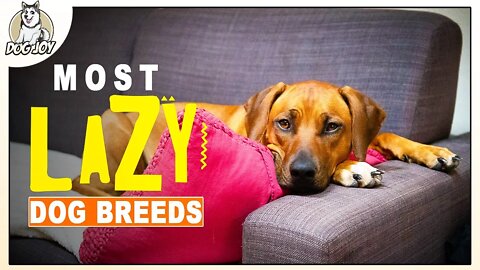 Most Lazy Dog Breeds