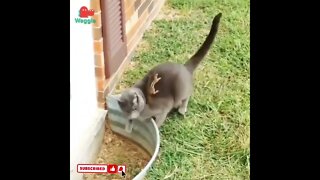 cute cat videos 😹 funny videos 😂1789