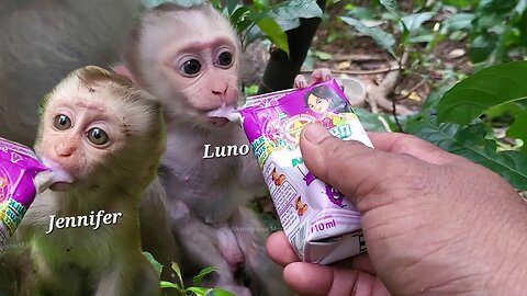 Funny Monkey 2024 - Luno and Jenner monkey enjoy milk for dinner